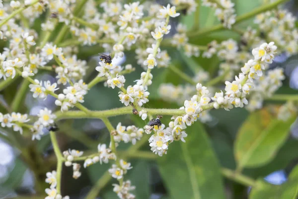 Pequena Abelha Sem Ferrão Flores Árvores Brown Currajong Perto Kuranda — Fotografia de Stock