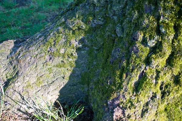 Крупный План Дерева Покрытого Мхом Солнечным Светом — стоковое фото