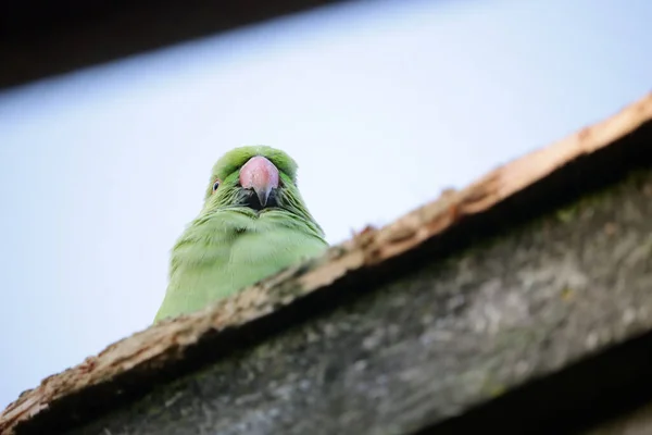 Primer Plano Ángulo Bajo Periquito Verde —  Fotos de Stock