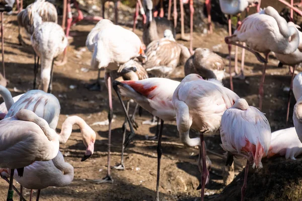 Stor Grupp Rosa Flamingos Nära Damm — Stockfoto