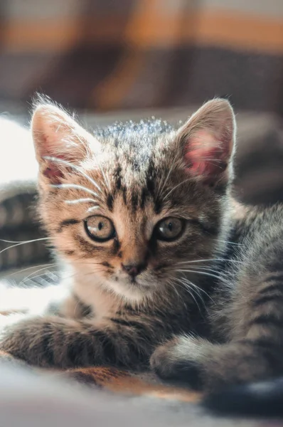 Een Close Shot Van Een Kleine Kat — Stockfoto