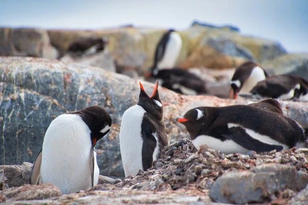 Een Selectief Focusshot Van Schattige Pinguïns Die Rusten Rotsen — Stockfoto