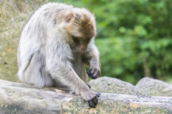 Beautiful Barbary Macaque Monkey Park — Stock Photo, Image