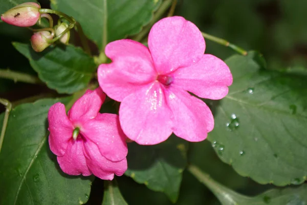 在绿色的背景下 在花园里生长着一朵粉红色的Vinca Periwinkle花的特写镜头 — 图库照片