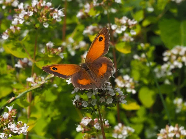 Piękny Bramkarz Motyl Kwiecie Zewnątrz — Zdjęcie stockowe