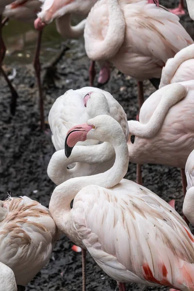 Eine Vertikale Aufnahme Einer Gruppe Von Flamingos Einem Park — Stockfoto