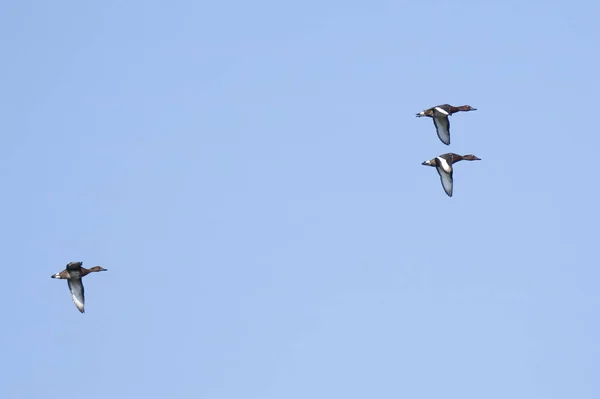 Les Trois Canards Volent Dans Ciel — Photo