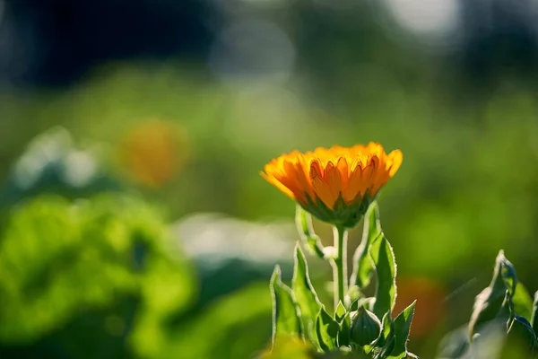 Detailní Záběr Žlutého Marigolda Přírodě — Stock fotografie