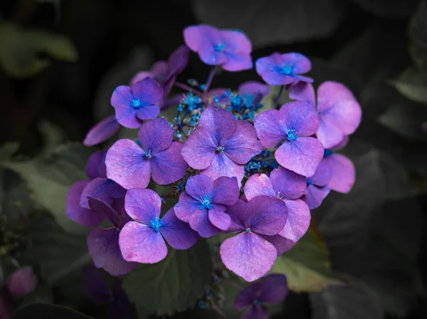 Closeup Shot Delicate Purple Hydrangea Flowers Forest — Stock Photo, Image