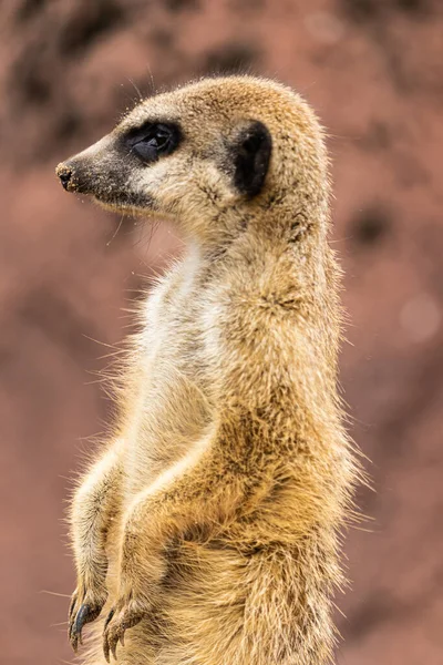 Tiro Close Vertical Meerkat Marrom — Fotografia de Stock