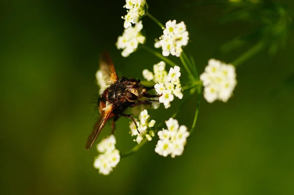 Close Uma Mosca Gênero Tachina Fera Flor Uma Apiaceae Larvas — Fotografia de Stock