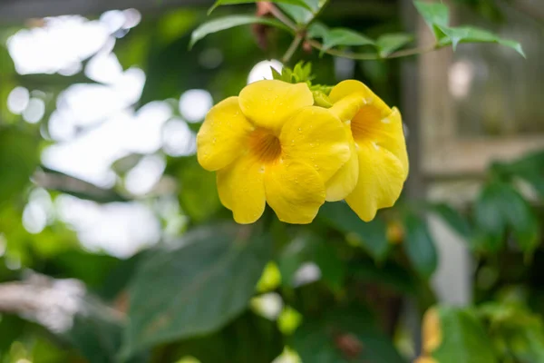 Las Vívidas Flores Amarillas Allamanda Que Crecen Jardín Sobre Fondo — Foto de Stock