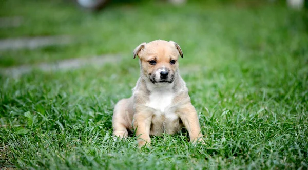 Tiro Close Cachorro Marrom Sentado Grama — Fotografia de Stock