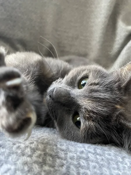 ソファに寝そべってる可愛いグレーの子猫 — ストック写真