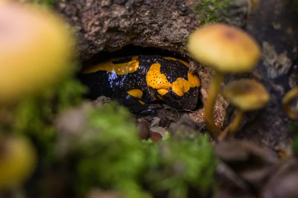 Tiro Ângulo Baixo Salamandra Fogo Adulto Salamandra Salamandra Que Esconde — Fotografia de Stock