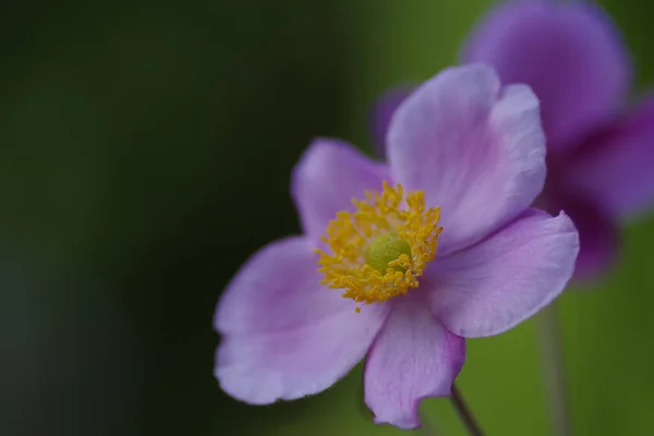 Close Purple Anemone Hupehensis Autumn Anemone Second One Merges Just — Stock Photo, Image