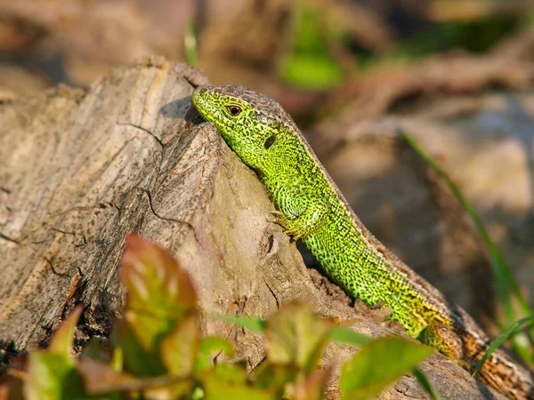 Een Close Opname Van Een Mannelijke Zandhagedis Een Rotsachtige Ondergrond — Stockfoto