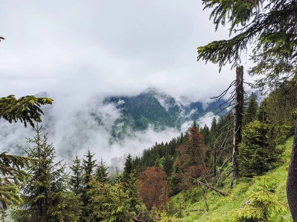 Hermosa Vista Del Bosque Verde Con Nubes —  Fotos de Stock