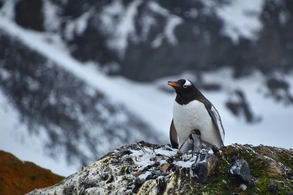 Een Schattige Pinguïn Met Zijn Baby Rots Achtergrond Van Een — Stockfoto