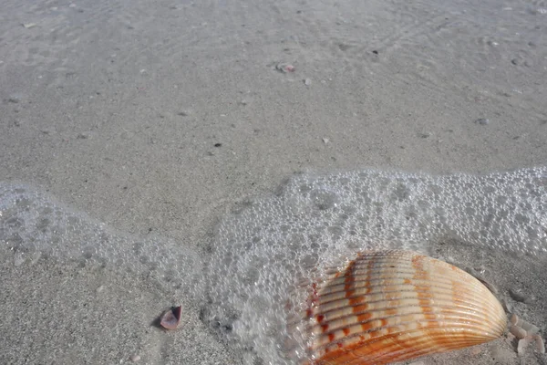 Shell Beach — Stock Photo, Image