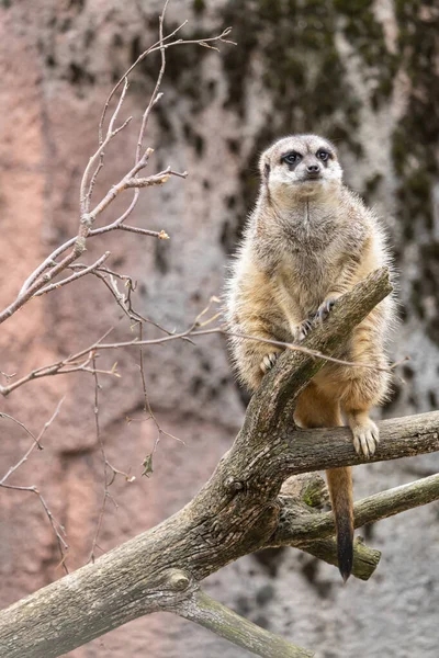 Vertical Shot Meerkat Branch — Stock Photo, Image