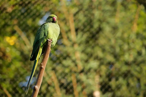 Beautiful Green Parakeet Branch Zoo — Stock Photo, Image