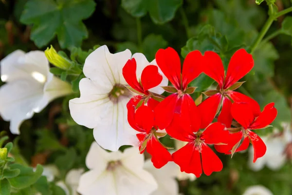 Primer Plano Geranio Hermosas Flores Rojas Blancas — Foto de Stock