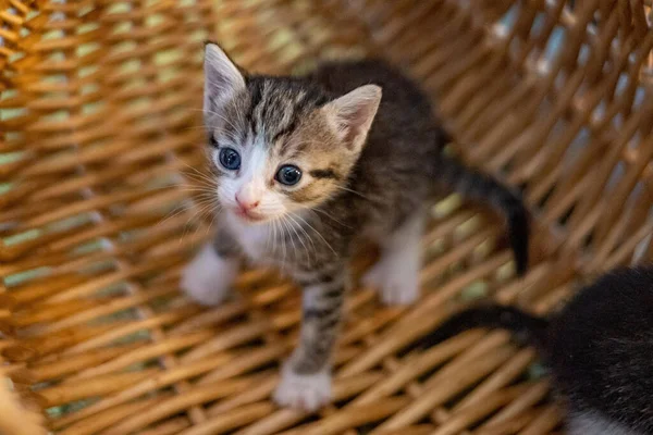 Tiro Foco Seletivo Gatinho Fofo Adorável Bonito Com Rosto Curioso — Fotografia de Stock