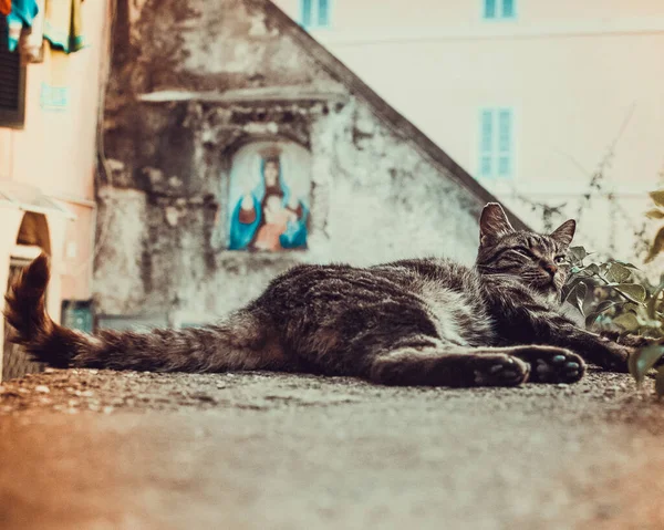 Egy Aranyos Macska Fekszik Földön Utcán — Stock Fotó