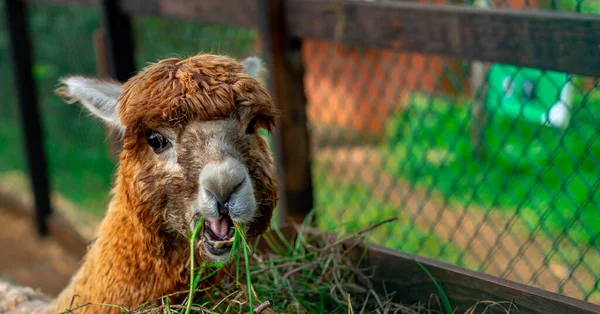 Gros Plan Lama Mange Herbe Dans Parc Zoologique — Photo