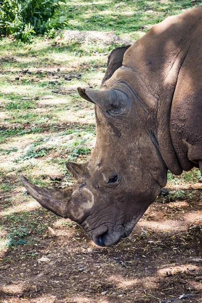 Das Nashorn Zoo — Stockfoto