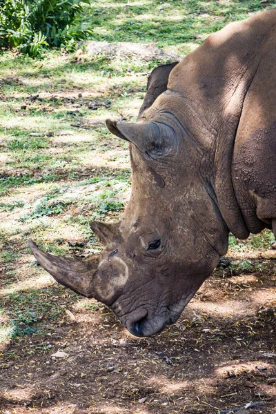 Nosorožec Zoo — Stock fotografie