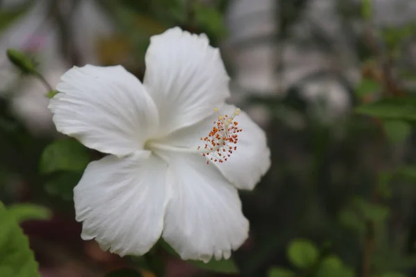 Hibiscus Blanc Fleurissant Dans Jardin Terrasse — Photo
