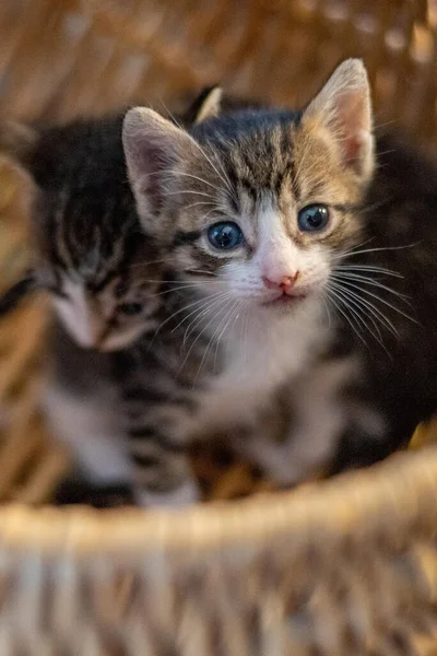 Tiro Vertical Lindo Gatinho Fofo Curioso Sentado Cesta Com Rosto — Fotografia de Stock