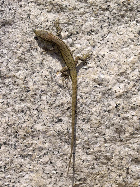 Plan Vertical Lézard Commun Sur Une Surface Rocheuse Autriche — Photo