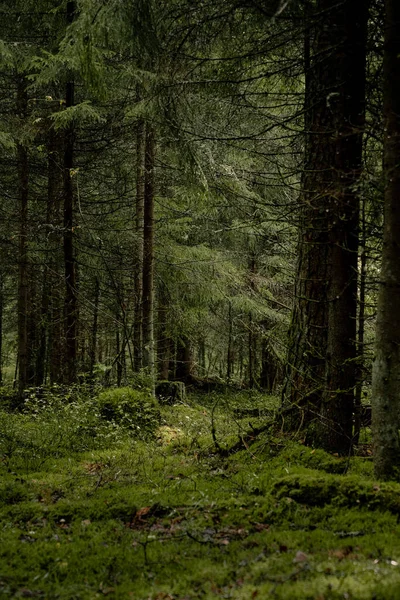 Colpo Verticale Paesaggio Verdeggiante Nella Profondità Della Foresta — Foto Stock