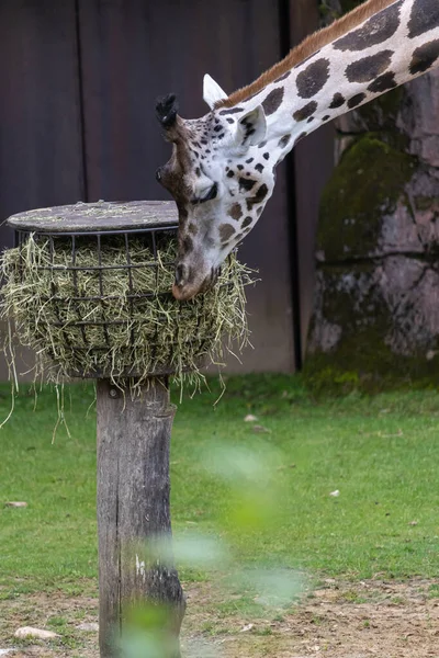 Gros Plan Vertical Une Girafe Mangeant Herbe Provenant Une Mangeoire — Photo