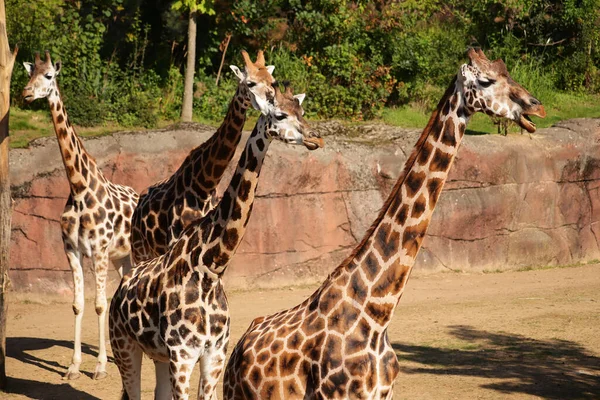 Группа Красивых Жирафов Природном Парке — стоковое фото