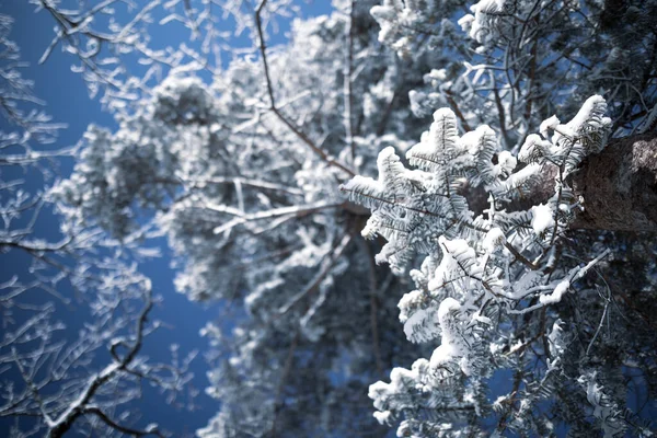 Selektivní Zaostření Stromů Lese Pokrytých Sněhem — Stock fotografie