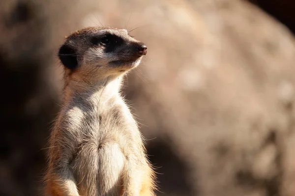 선택적 Meerkat 선택적 포커스 클로저 — 스톡 사진