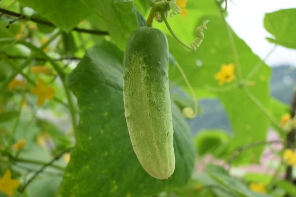 Selective Focus Shot Ripening Cucumber — Stock Photo, Image