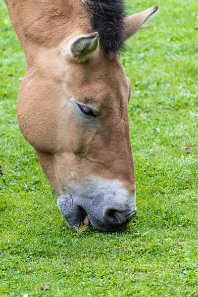 Een Verticaal Close Shot Van Een Ezel Etend Gras Een — Stockfoto