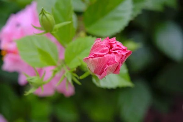 Zbliżenie Pięknego Różowego Pączka Róży Liści — Zdjęcie stockowe