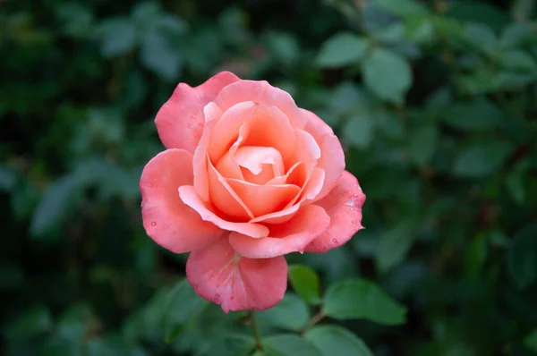 Enfoque Selectivo Una Rosa Rosa Jardín — Foto de Stock