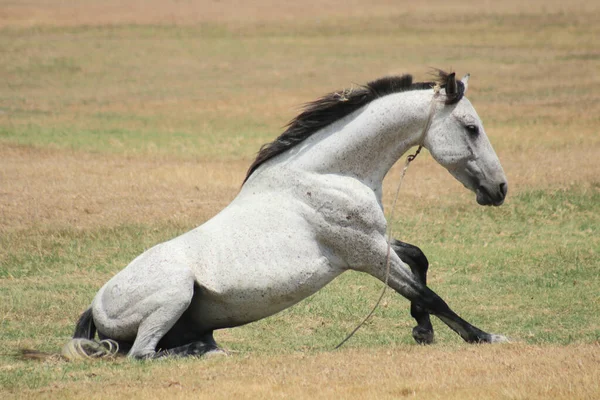 Cheval Blanc Sol Dans Ranch — Photo