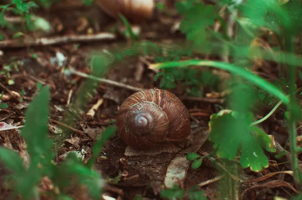 Detailní Záběr Šneka Pod Zelenými Listy — Stock fotografie