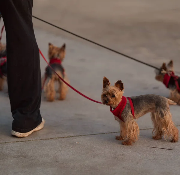 Eine Vertikale Aufnahme Einer Person Die Yorkshire Terrier Spaziert — Stockfoto