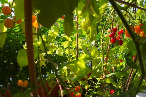 Rode Gele Tomatenplanten Groeien Groen Balkon Vol Met Verschillende Planten — Stockfoto