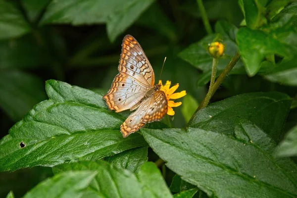 Brązowy Motyl Żółtym Kwiecie Zielonych Liściach — Zdjęcie stockowe