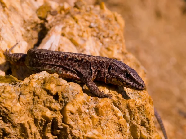 Een Dichtbij Shot Van Een Gemeenschappelijke Muur Hagedis Podarcis Muralis — Stockfoto